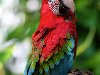 Самые красивые птицы. Красный ара — на четвертом месте.