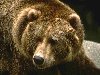 Медведь В древнескандинавских мифах Один упоминается иногда в образе медведя ...