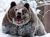В Украине отмечено множество случаев встреч человека с медведями этой зимой.