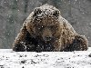 Зима, медведь