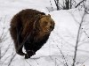 Облавная охота на медведя зимой. Охотнику ни в коем случае нельзя идти вслед ...
