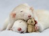 1187 990x711 Милые крыски. 1. Полугодовалые Дак и Ворм спят с любимым мишкой ...