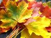 Природа - Осенний букет