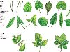 У простых листьев пластинки отмирают вместе с черешком (одновременно).