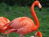 Красный фламинго — птица из Красной книги Фламинго — очень яркая и красивая, ...