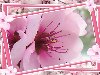 Рамка для фотошопа с цветами вишни