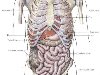 Внутренние органы человека подразделяются на системы: пищеварительную, ...