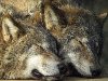 Культ волка. Волк в славянской мифологии