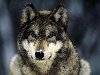Среди разнообразных звуков, издаваемых волками, особенно выделяется вой ...