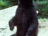 Черный медведь