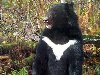 Уссурийский чёрный, или гималайский, или белогрудый медведь