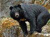 Гималайский черный медведь
