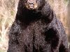 Фото барибала (черного медведя)
