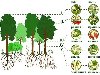 Интернет урок по окружающему миру Экосистема леса экология Школа 2100 ...