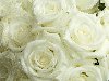 Белые розы 1920x1200
