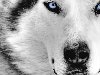 Животные - Мистический волк