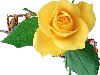 Бесплатный клипарт розы. Размер: 1248 Х 1200, 1382 КБ
