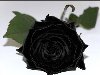 красивые Картинки Розы чёрные.