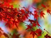 Картинки осени большие - Осень золотая картинки - Фото мир природы