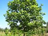 Представители рода — деревья высотой 25—35 м (отдельные экземпляры до 60 м) ...