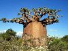 Самые фантастичные деревья мира. Родиной баобаба считается Мадагаскар, ...