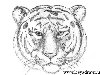 Как рисовать голову тигра