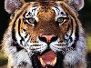 Выбираем для рисования тигра: Любую голову, что человека, что животных, ...