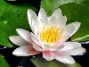 Водяная лилия (кувшинка, Nymphaeaceae) - многолетнее травянистое водное ...