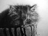 cat 1 Рисунки карандашом: Кошки. Рисунки с изображением кошек