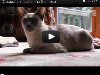 Сиамская кошка или Siamese. Фильм 101 Cats телеканала Animal Planet