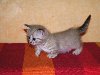 Манчкин — фото, видео, описание породы кошки манчкин | Официальный сайт ...