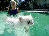 Плавающие кошки ! 10 видео. Кошки не особенно любят воду, но если придется ...