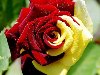 Как вырастить красивые розы на дачном участке