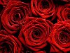 Розы, наверное, являются самыми популярными цветами в мире и весьма ...