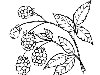 Раскраски Ягоды - Лесная малина