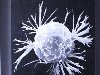 Нарисованные клетки вируса ВИЧ, рака и малярии Интересное