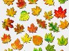 Осенние листья. В файле 27 листочков, каждый листочек на отдельном листе ...