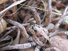 Апулийский тарантул (Lycosa tarantula)