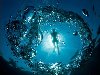 Фотографии подводного мира Мартина Стрмиска