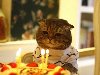 Теги: кот, кошка, торт, день рождения, праздник