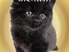Открытка с чёрным котом - прости меня, пожалуйста