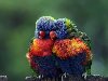 Тема №177: Цветные птицы. все записи пользователя в сообществеНевани
