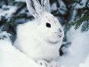 Обычно заяц обходится без особых укрытий от непогоды, но зимой устраивает ...