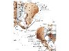 Анатомия - кости и связки таза - вид спереди и вид сзади