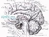 Признаки человеческого мозга. Признаки мозга человека.