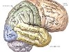 Головной мозг человека | Анатомия Головного мозга, строение, функции, ...