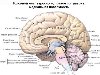 В головном мозге можно различить три крупные части: большой мозг (cerebrum), ...
