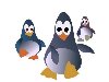 Каменные пингвины отличаются очень злым характером, крикливы и агрессивны.