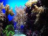 Канары - подводный мир Канарских островов фото