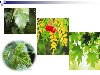 Слайд 15 из презентации «Покрытосеменные растения» к урокам биологии на тему ...